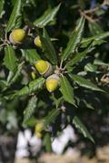 Holm oak